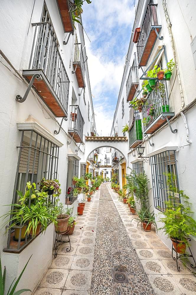 Alley decorated with flowers and plants with white houses, Calle Indiano, Cordoba, Cordoba Province, Andalusia, Spain, Europe