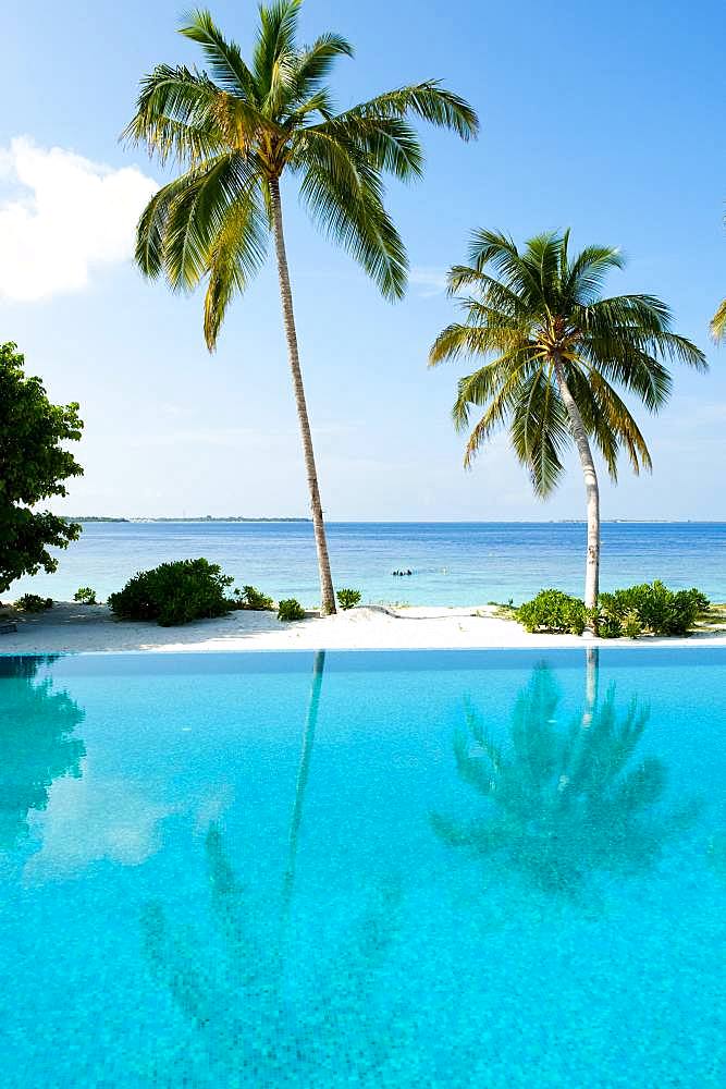 View over swimming pool to (Cocos nucifera), behind it the open sea, Filaidhoo, Raa Atoll, Maldives, Asia