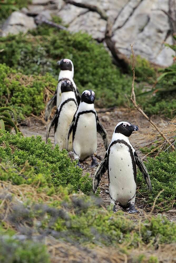 African penguin (Spheniscus demersus), adult, group, on land, on the beach, running, Betty's Bay, Stony Point Nature Reserve, Western Cape, South Africa, Africa