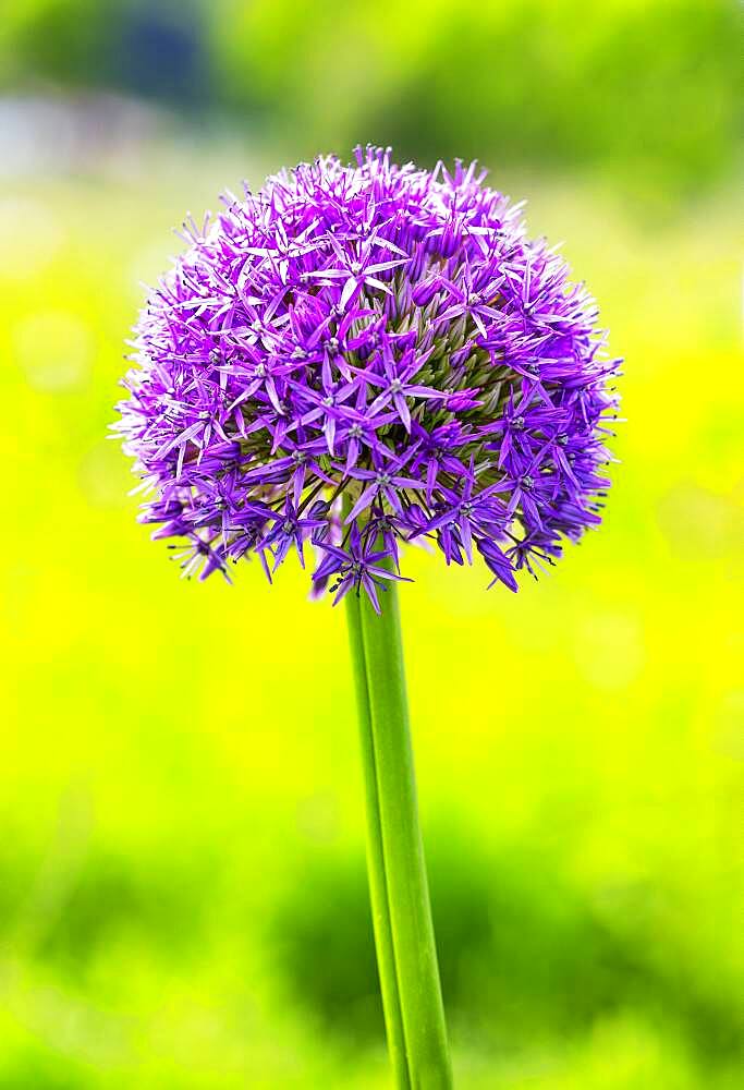 Allium (Allium aflatunense), flower in the garden, Upper Austria, Austria, Europe