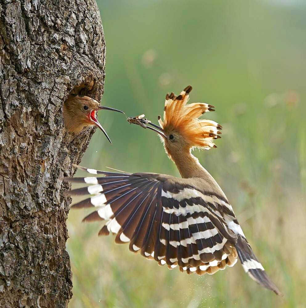 Hoopoe (Upupa epops) feeding young bird, Middle Elbe Biosphere Reserve, Saxony-Anhalt, Germany, Europe