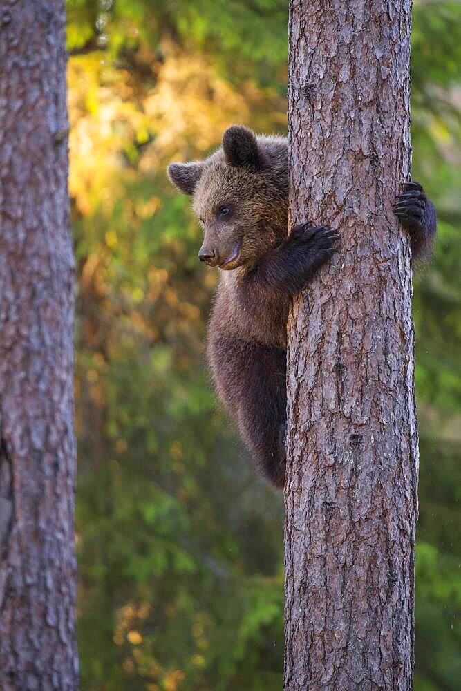 Young (Ursus arctos) climbs a tree in the boreal coniferous forest, Suomussalmi, Karelia, Finland, Europe