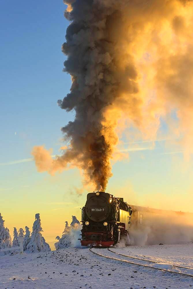 Brockenbahn travels through snowy Spruces (Picea) to the Brocken in the evening light, Harz, Schierke, Saxony-Anhalt, Germany, Europe