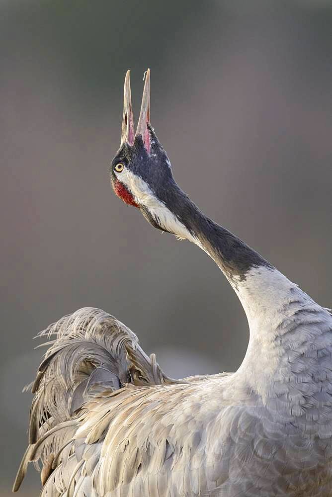 Crane (grus grus) trumpeting at the courtship display in spring, call, courtship display, Vaestergoetland, Sweden, Europe