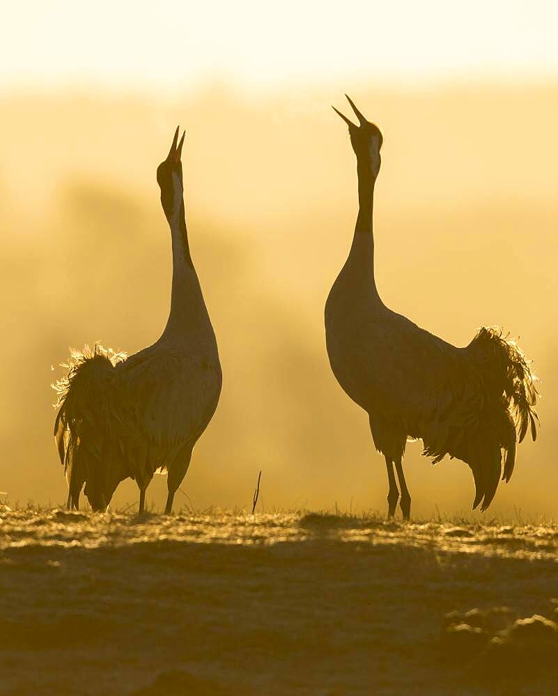 Silhouette of Grey Common cranesn (grus grus), pair of animals, courtship at sunrise, dance of the cranes, Vaestergoetland, Sweden, Europe