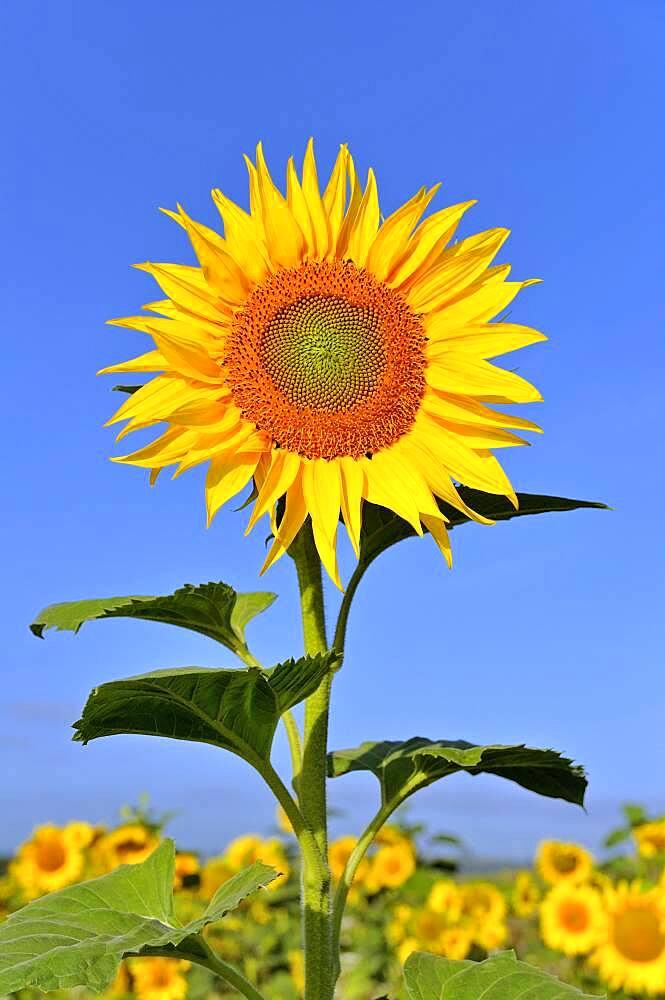 Sunflower field, single Sunflower (Helianthus annuus) in front of blue sky, North Rhine-Westphalia, Germany, Europe