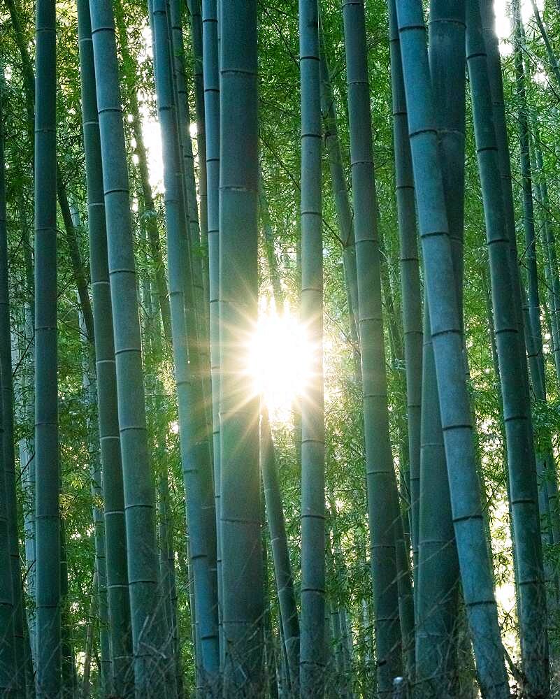 Arashiyama Bamboo Forest with sun, Kyoto, Japan, Asia