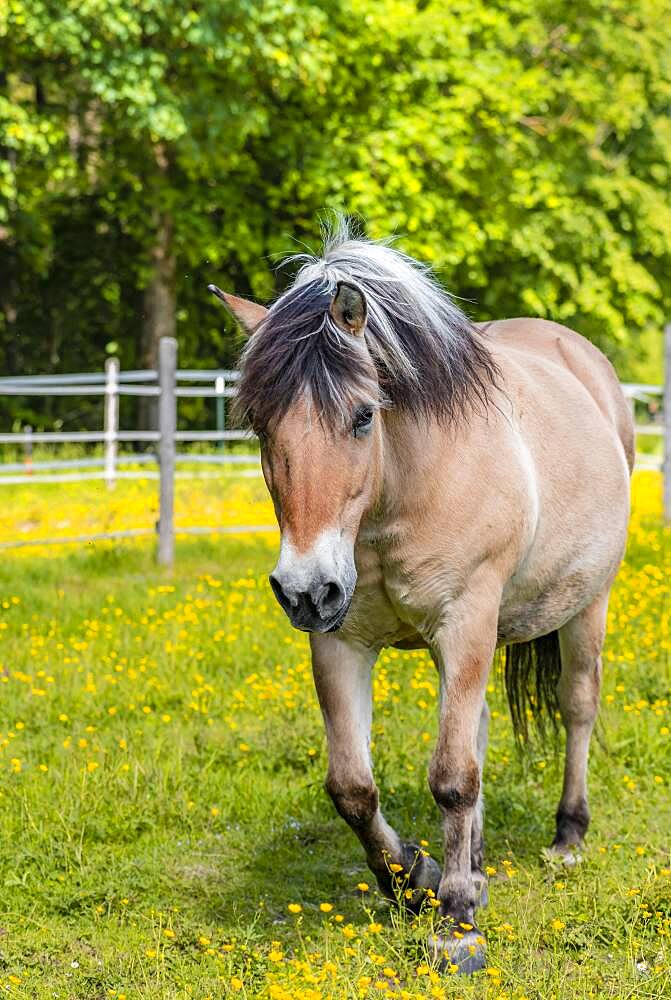 Light brown horse with black and white mane in a paddock, yellow flower meadow, Upper Bavaria, Bavaria, Germany, Europe