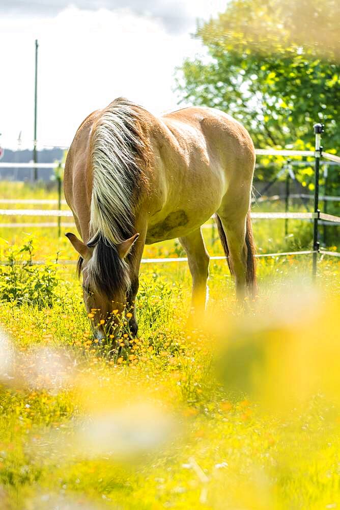 Light brown horse with black and white mane in a paddock, yellow flower meadow, Upper Bavaria, Bavaria, Germany, Europe