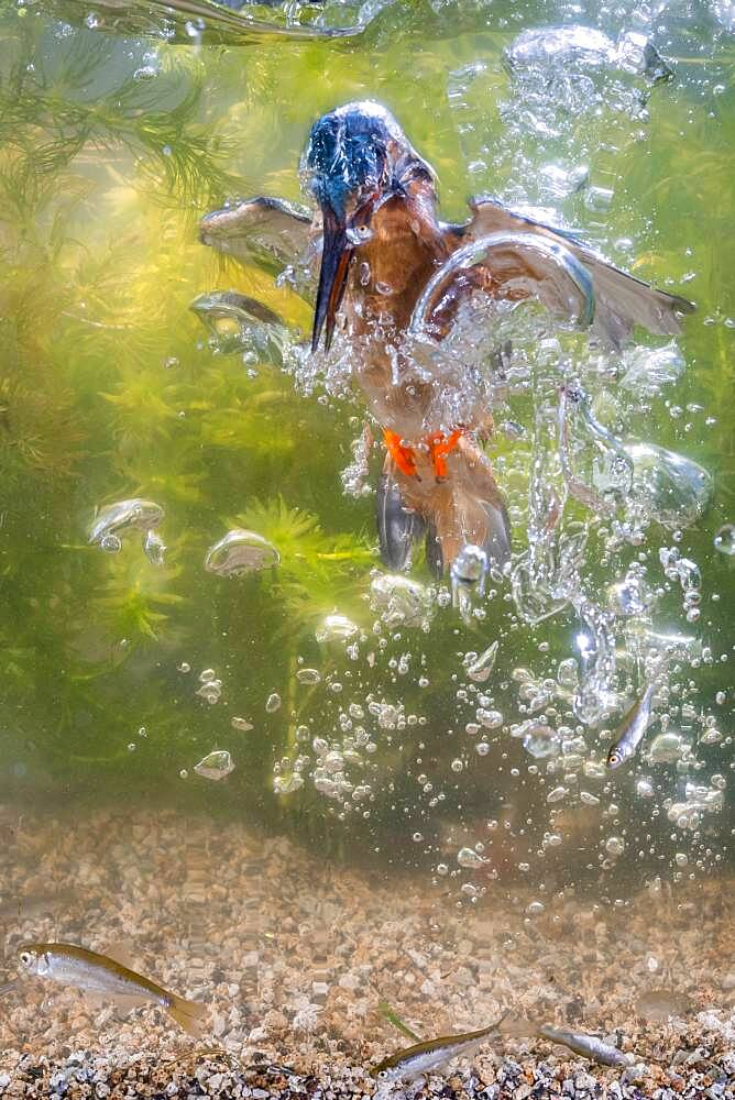 Common kingfisher ( Alcedo atthis) diving under water for fish, prey thrust, hunting, naarden, Netherlands