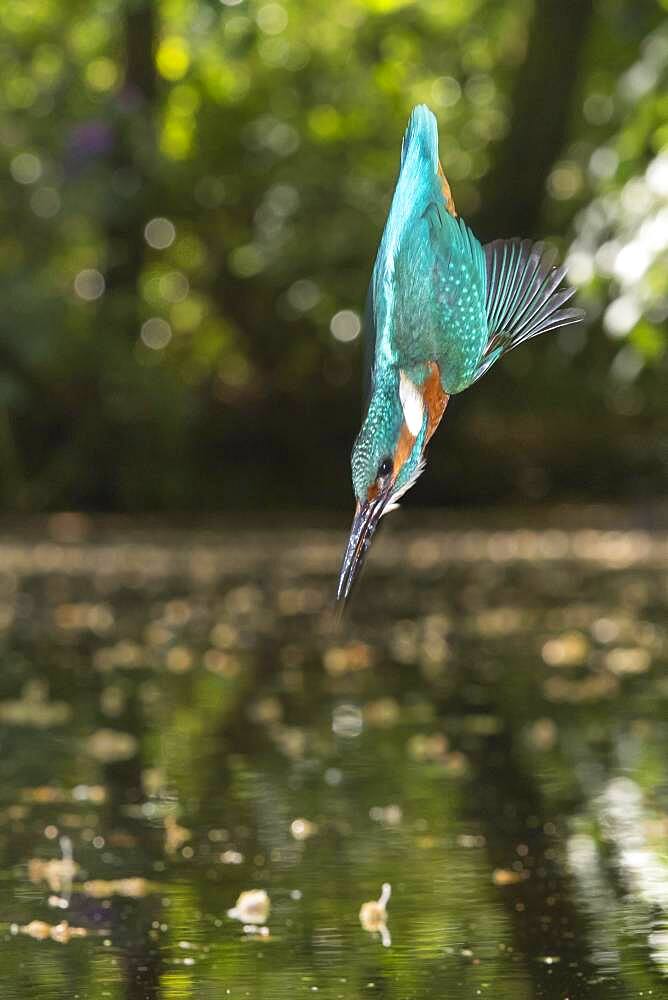 Spoils of the Common kingfisher ( Alcedo atthis) , flying, hunting, Netherlands