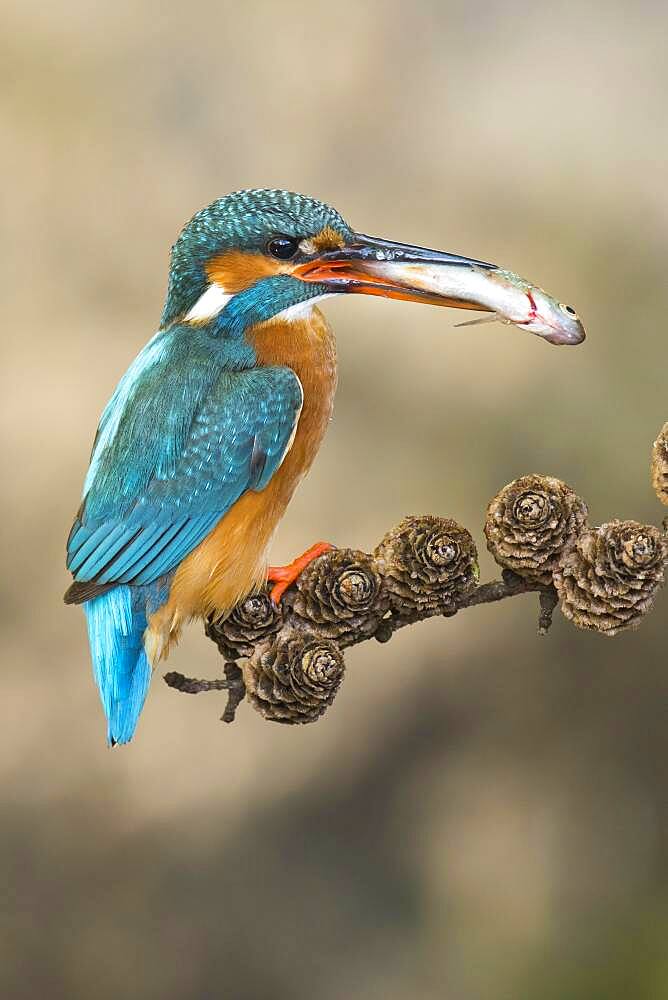 Common kingfisher ( Alcedo atthis) on hideouts with fish, prey, Netherlands