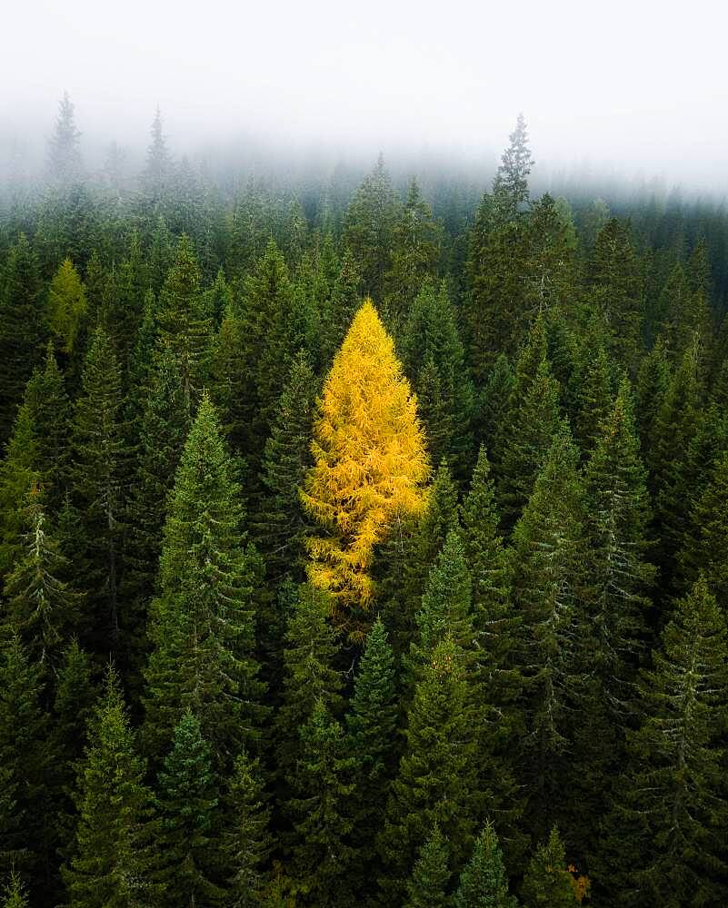 Single yellow larch between coniferous forest with fog, South Tyrol, Italy, Europe