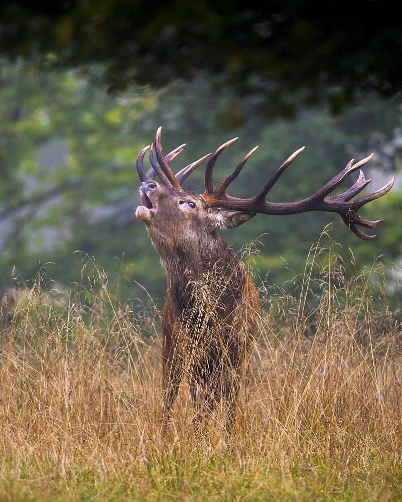 Tube transmitter red deer ( Cervus elaphus) in rut, Klamptenborg, Copenhagen, Denmark, Europe