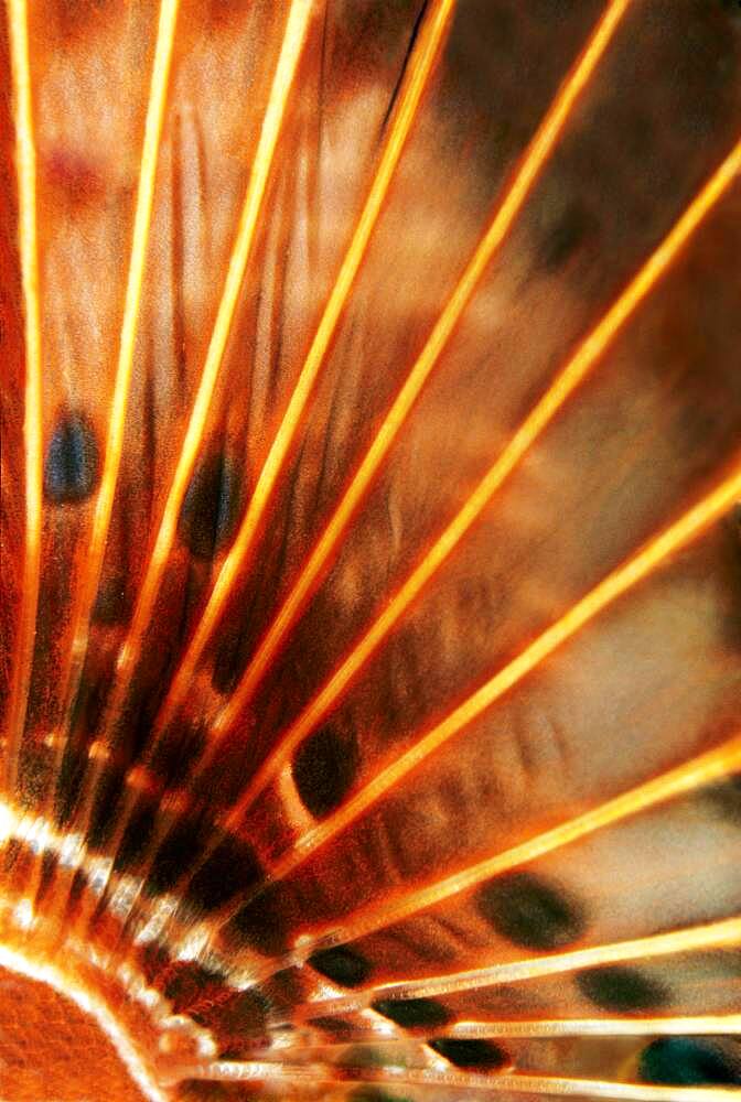 Pectoral fin, Red Lionfish (Pterois volitans) detail, Pacific, Great Barrier Reef, UNESCO World Heritage, Australia, Oceania