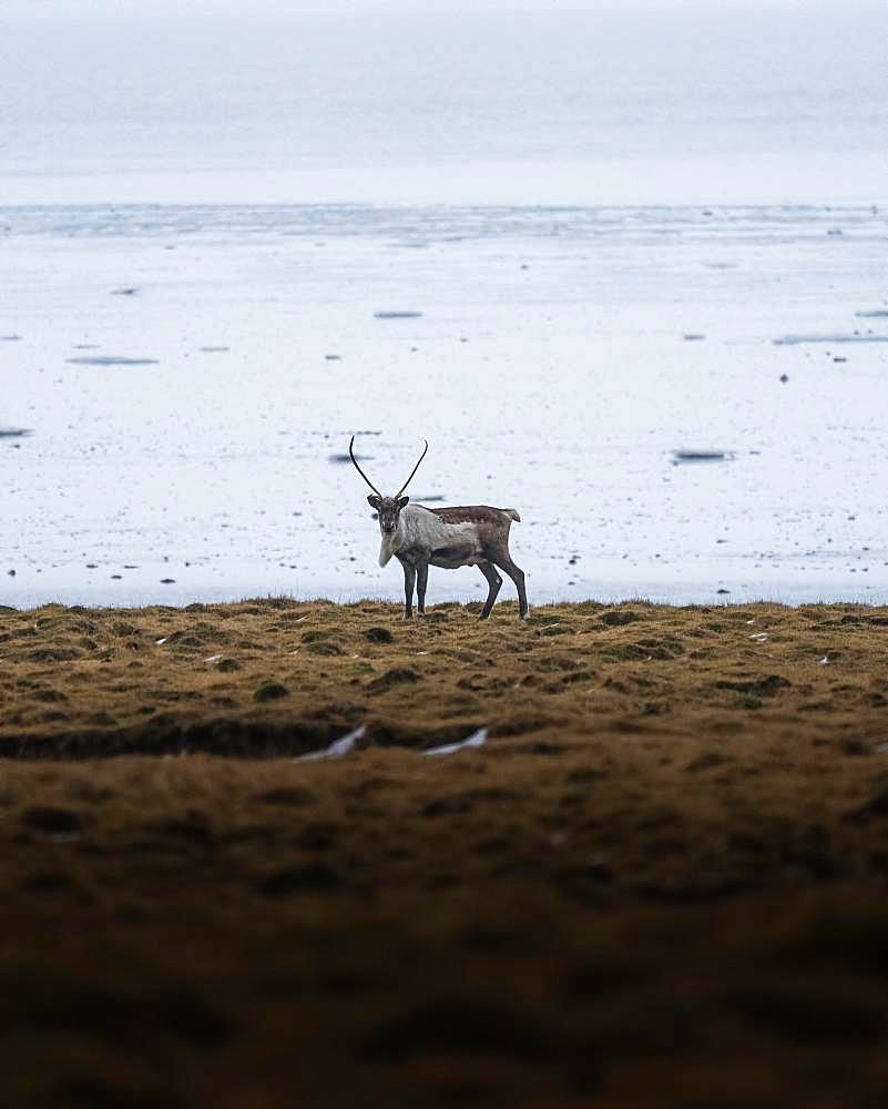 Deer in the distance on yellow grassland, Hoefn, Iceland, Europe