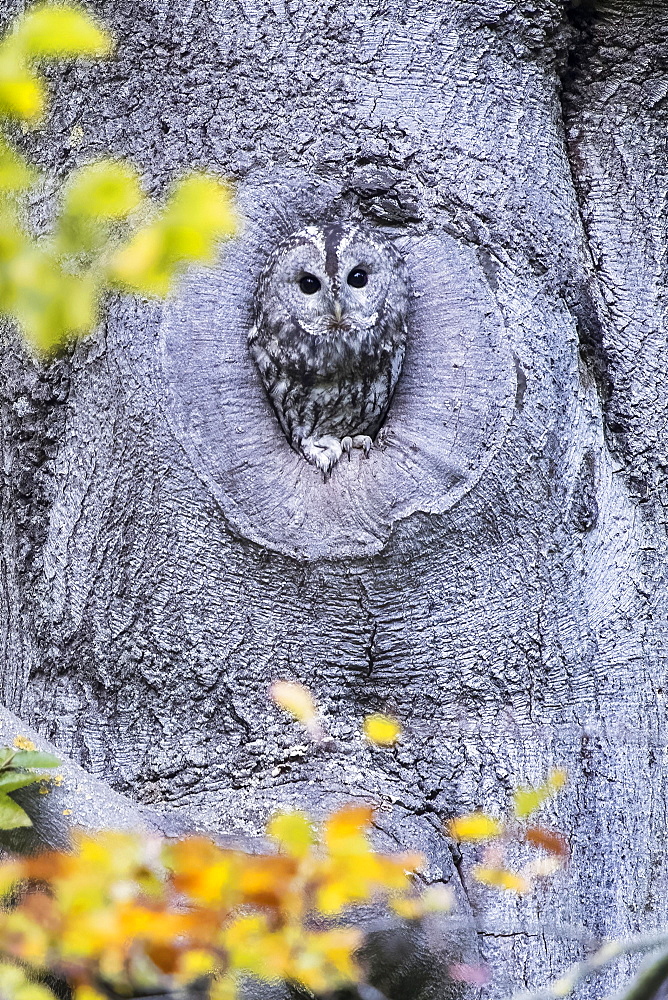 Tawny owl (Strix aluco) in front of its burrow, Hesse, Germany, Europe