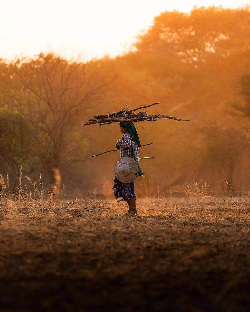 Shepherdess with sticks on her head walking on dry earth with dust during sunset, Bagan, Myanmar, Asia