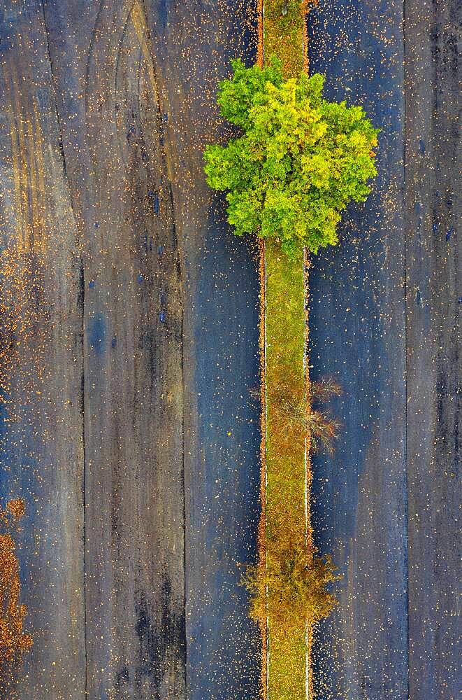 Car parking lot with colourful deciduous trees, from above, drone photo, aerial photo, Mondseeland, Salzkammergut, Upper Austria, Austria, Europe