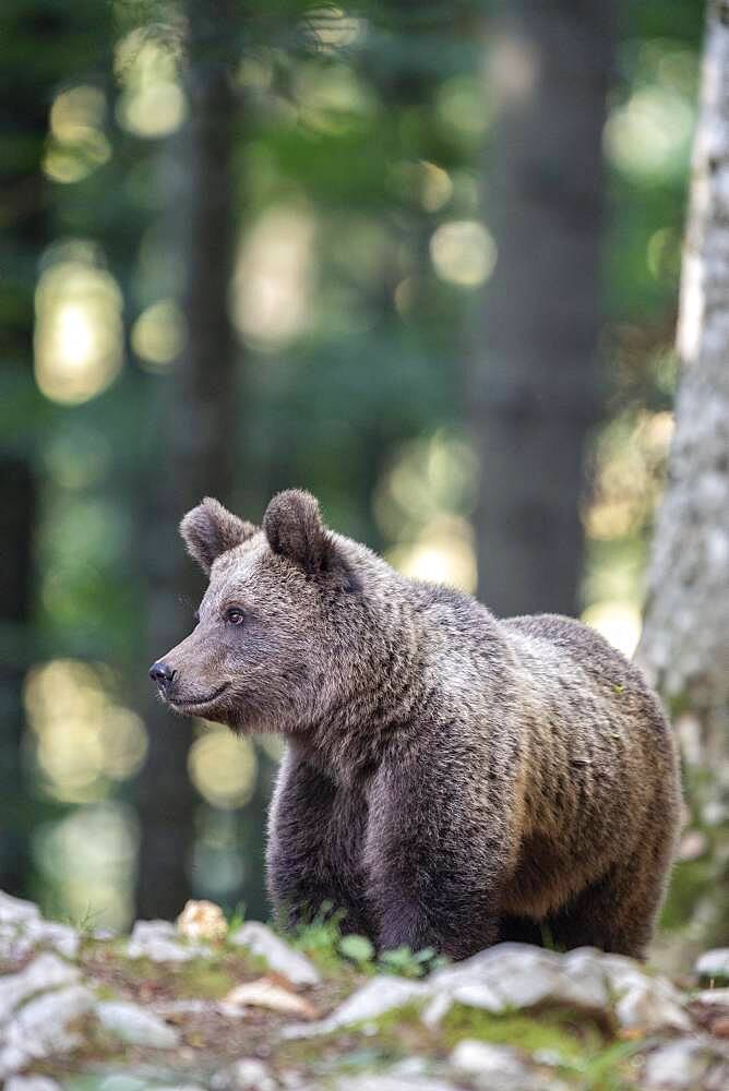 European brown bear (Ursus arctos arctos) in forest, in the wild, Notranjska region, Dinaric Alps, Slovenia, Europe