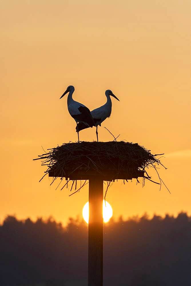 White stork, stork nest in the evening light, pair, Ciconia ciconia, Luetzelsee, Canton Zurich, Switzerland, Europe