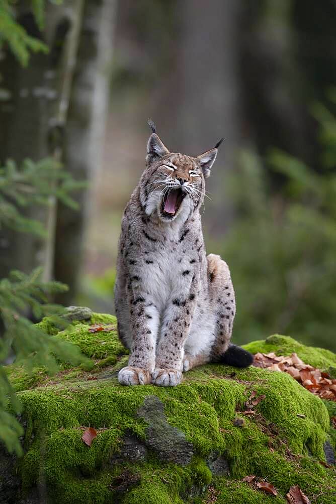 Eurasian Lynx or Northern Lynx (Lynx lynx) yawning whilst standing on a rock, Bavarian Forest National Park, Bavaria, Germany, Europe