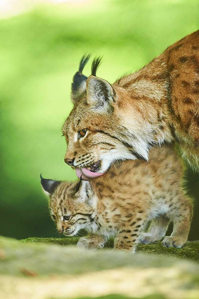 Eurasian lynx (Lynx lynx), kitten with his mother playing in a forest, captive, Germany, Europe