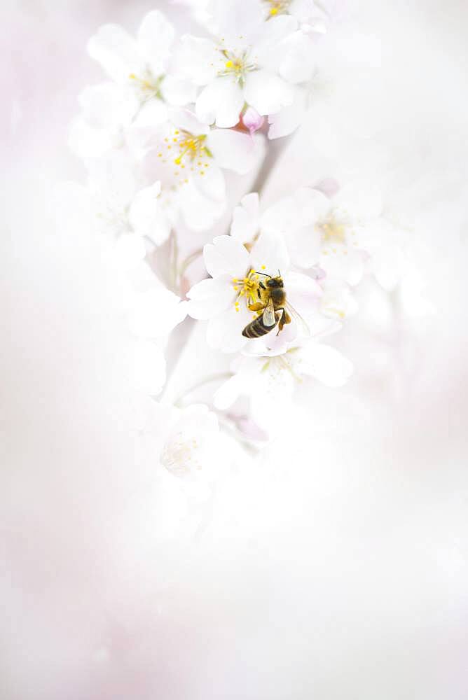 Honey bee (Apis mellifera) on cherry blossoms (Prunus serrulata), Emsland, Lower Saxony, Germany, Europe