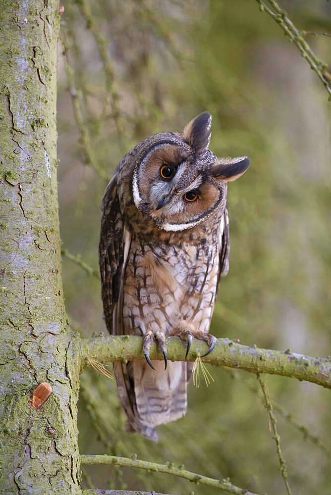 Long eared owl (Asio otus) adult bird in a pine tree, England, United Kingdom, Europe