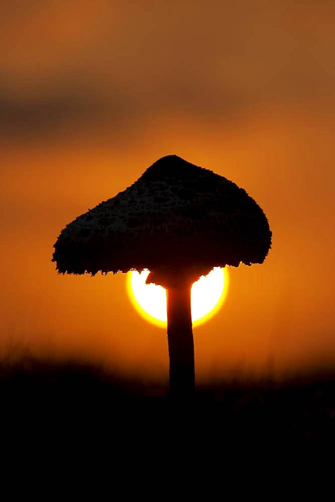 Parasol mushroom (Macrolepiota procera) at sunset, Suffolk, England, United Kingdom, Europe