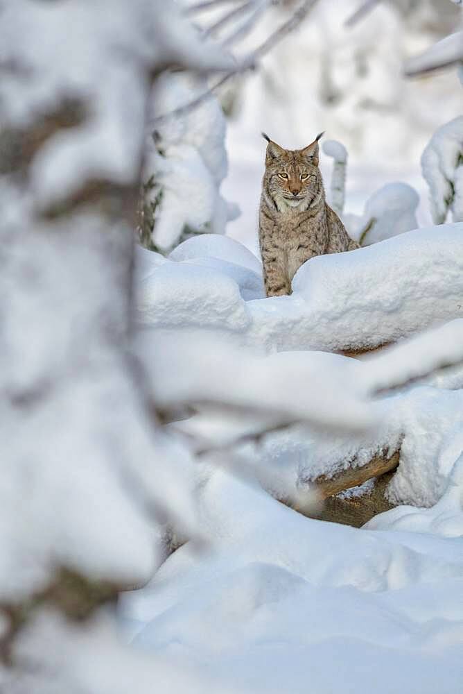 Eurasian lynx (Lynx lynx), sitting in deep snowy winter forest, Sumava National Park, Bohemian Forest, Czech Republic, Europe