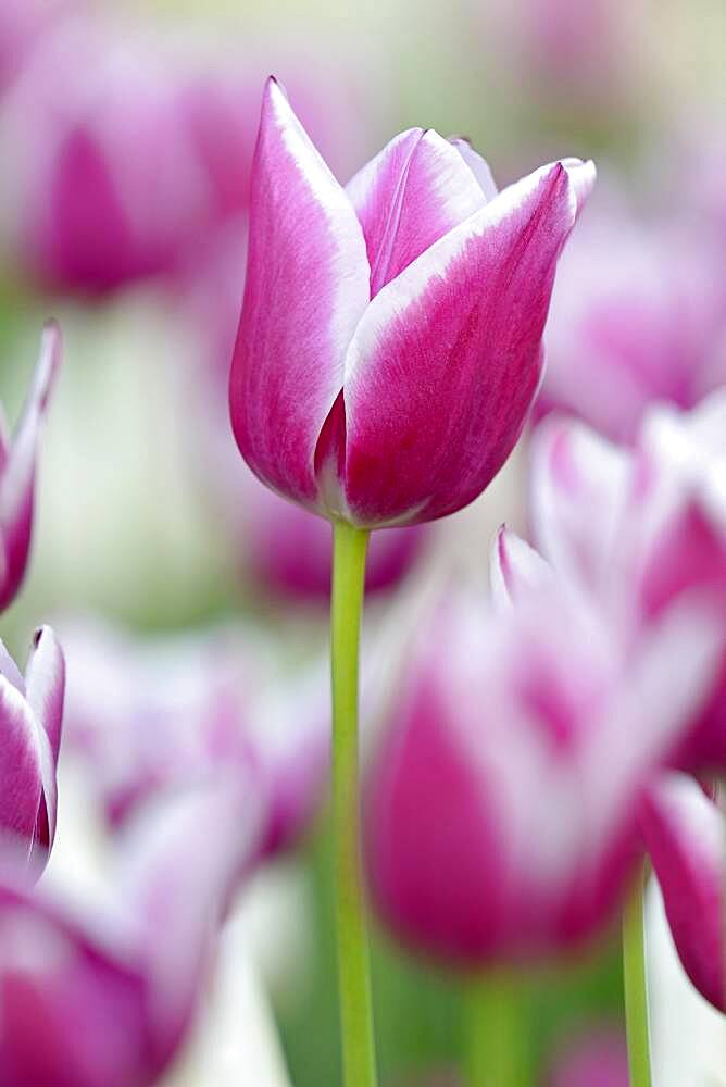 Tulips (Tulipa), red-white flowers, North Rhine-Westphalia, Germany, Europe