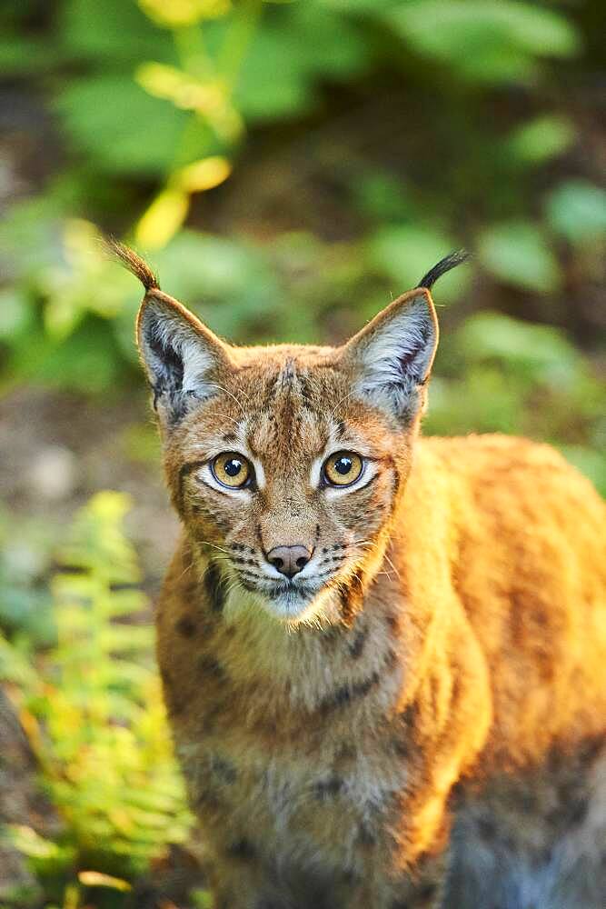 Eurasian lynx (Lynx lynx), portrait, captive, Bavarian Forest National Park, Bavaria, Germany, Europe