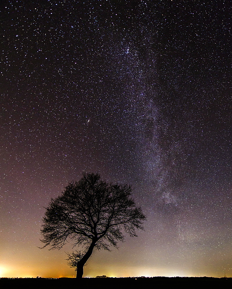 Stars in the sky above a tree, Goldenstedter Moor, night, Milky Way, Germany, Europe