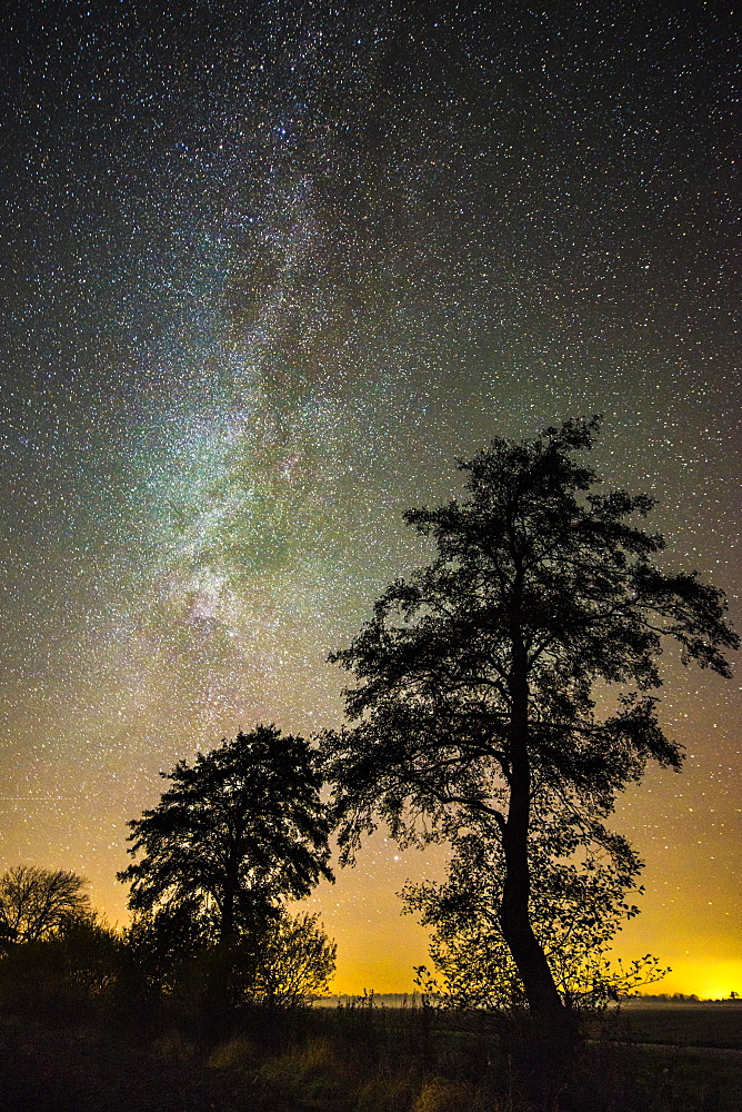 Stars in the sky above a tree, Goldenstedter Moor, night, Milky Way, Germany, Europe