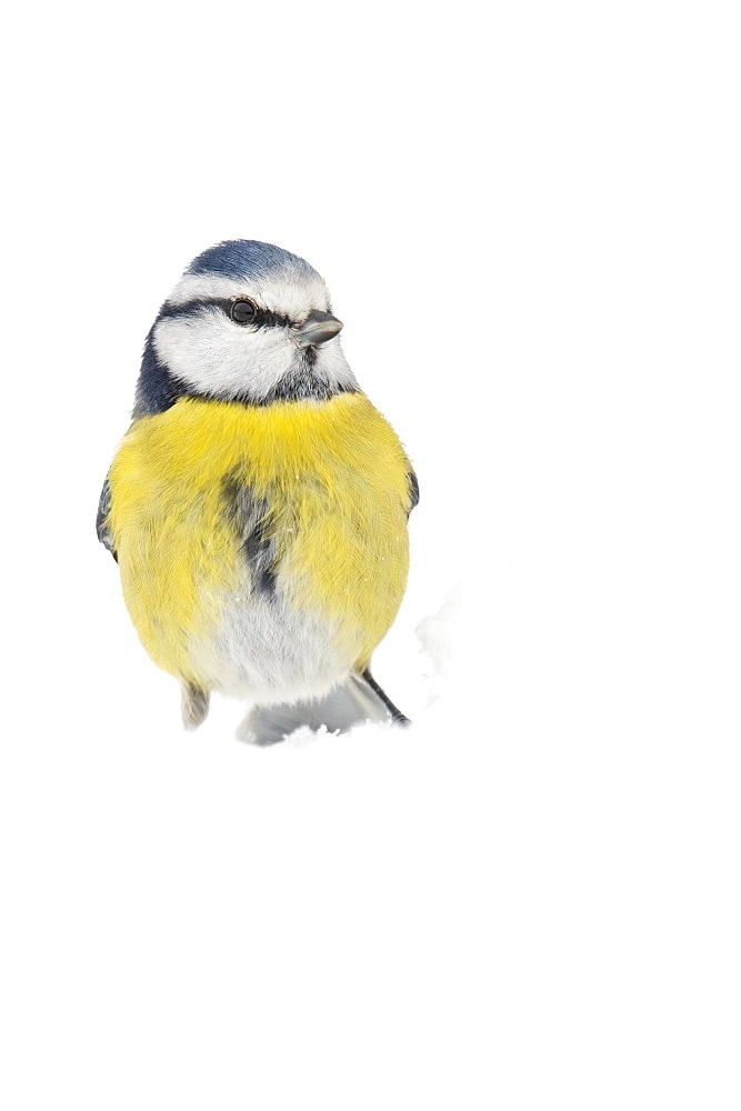 Blue tit (Cyanistes caeruleus) (Syn.: Parus caeruleus) in snow, winter, Germany, Europe