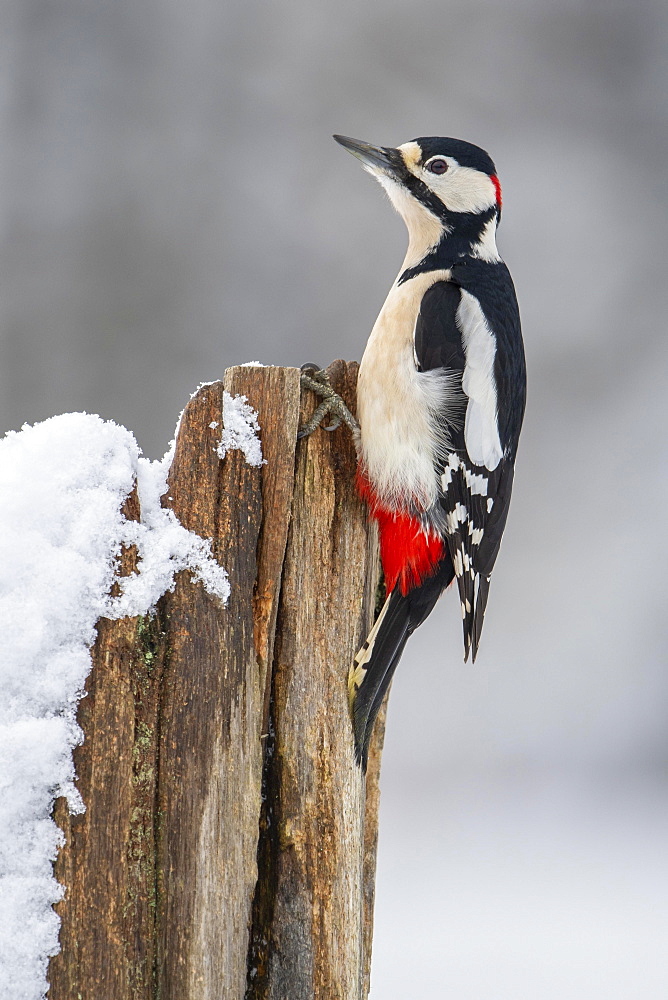 Great spotted woodpecker (Dendrocopos major) (Syn.: Picoides major) at the woodpecker forge, Oldenburg Muensterland, winter, Germany, Europe