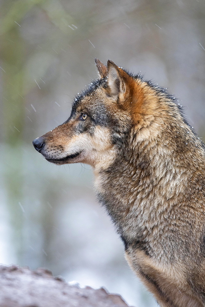 Gray wolf (Canis lupus) in winter fur, portrait, Germany, Europe