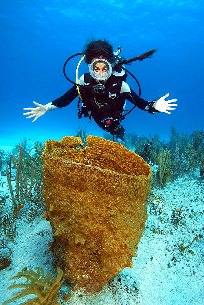 Diver looking at Giant Barrel Sponge (Xestospongia muta) in coral reef, Caribbean, Dominican Republic, Central America