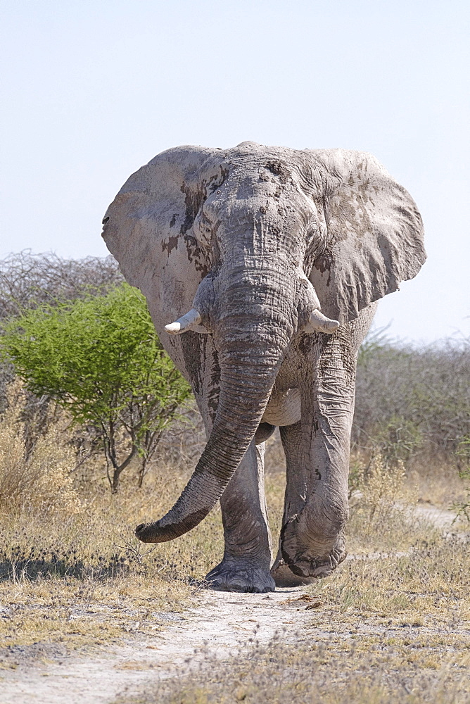 African elephant bull (Loxodonta africana) walks towards the camera. Nxai Pan National Park, Botswana, Africa