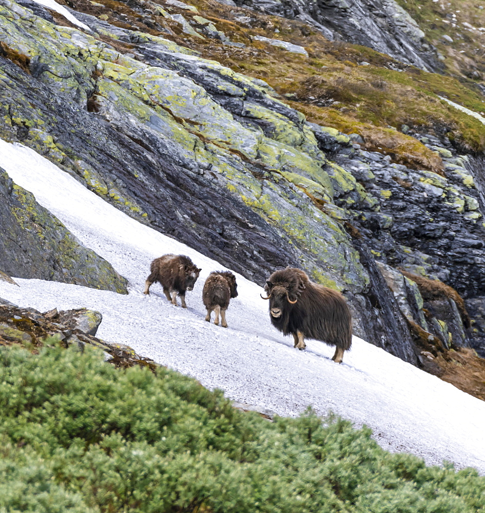 Musk ox (Ovibos moschatus) with two young animals in the tundra, Dovrefjell National Park, Oppdal, Norway, Europe