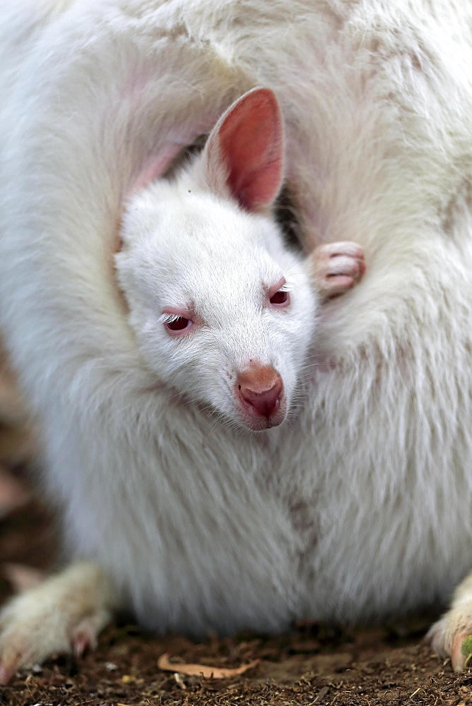 Red-necked wallaby (Macropus rufogriseus), Bennett's kangaroo, albino, juvenile, portrait, juvenile looking out of pouch, Cuddly Creek, South Australia, Australia, Oceania