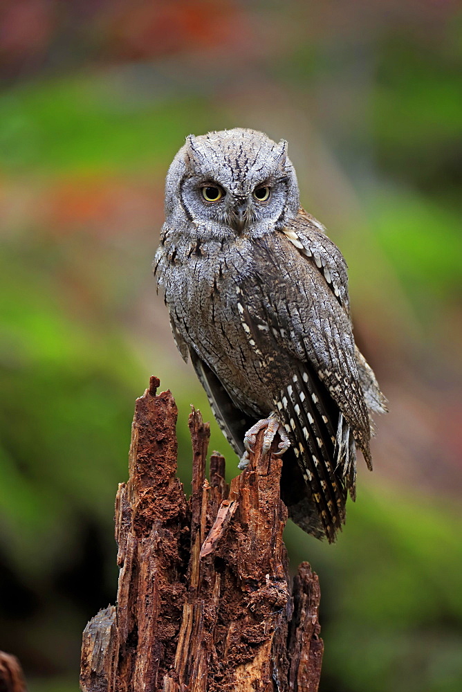 European scops owl (Otus scops), adult, waiting, autumn, alert, Bohemian Forest, Czech Republic, Europe