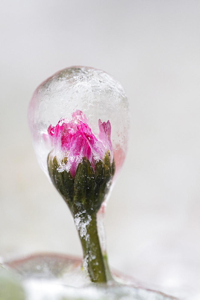 Daisy enclosed by ice after freezing rain, Austria, Europe