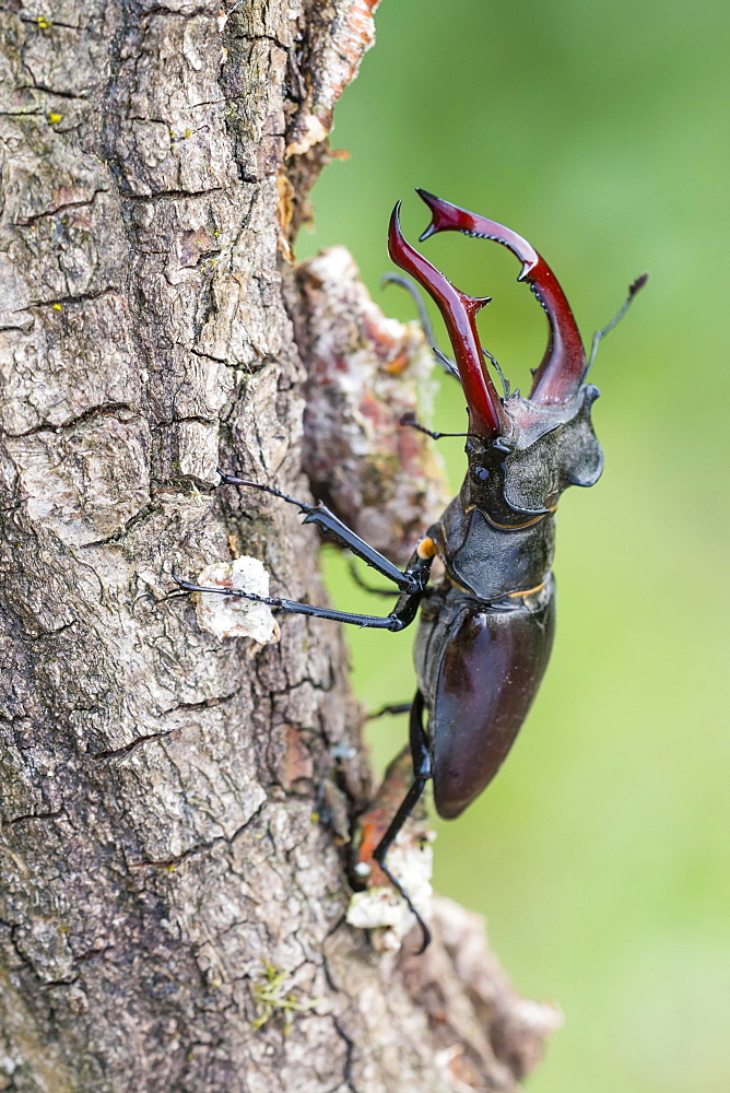 Stag beetle (Lucanus cervus), male, Lower Saxony, Germany, Europe