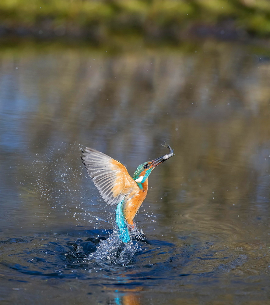 Common kingfisher (Alcedo atthis), emerges from water after hunting, Lower Saxony, Germany, Europe