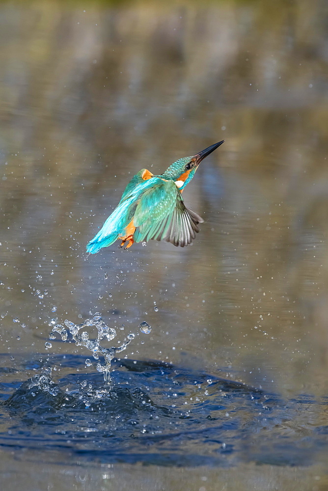 Common kingfisher (Alcedo atthis), emerges from water after hunting, Lower Saxony, Germany, Europe