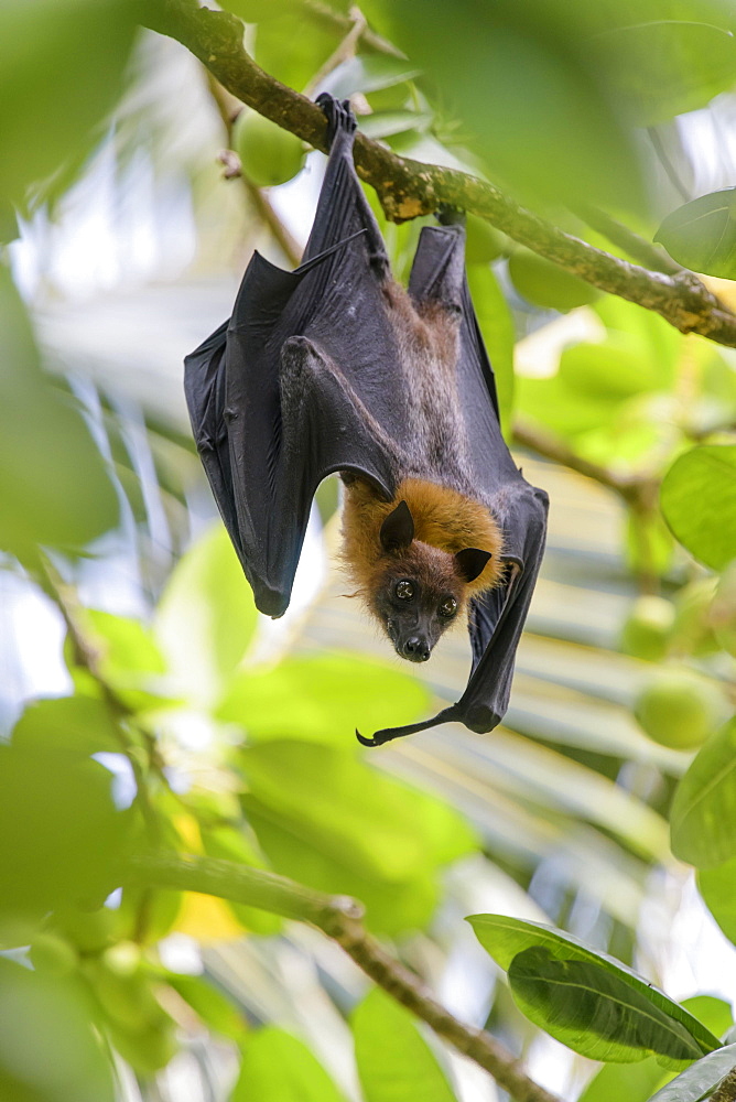 Fruit bat (Pteropus medius), Kuramathi, Maldives, Asia