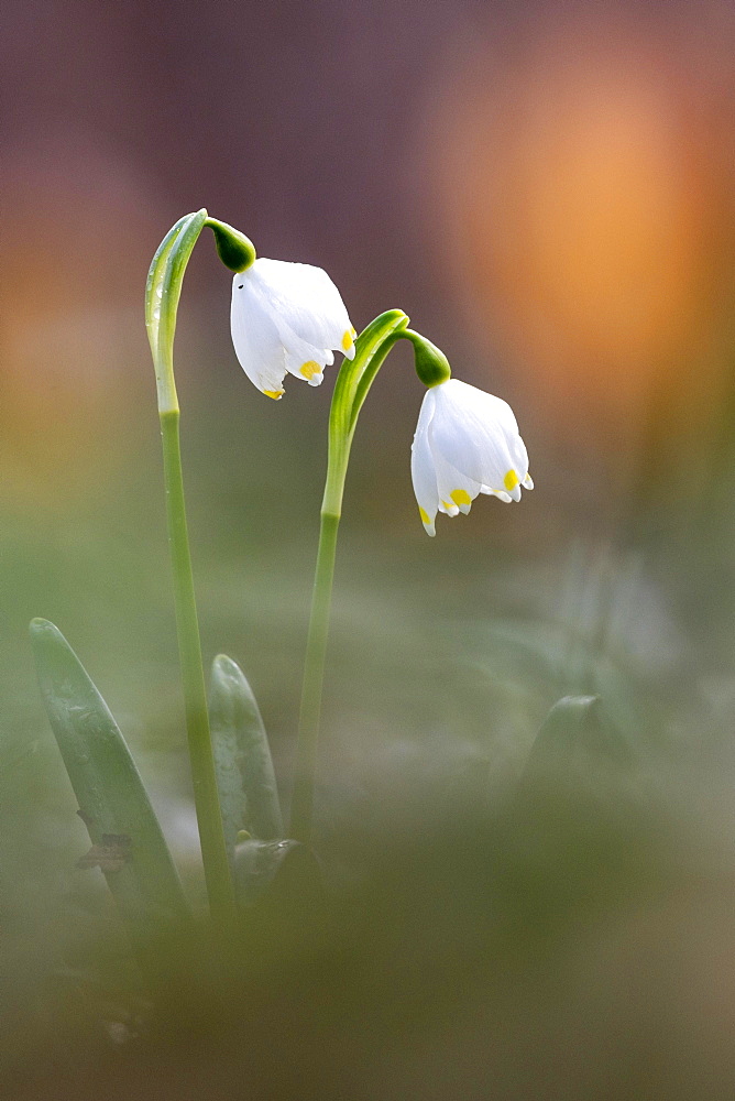 Spring snowflake (Leucojum vernum), Lower Saxony, Germany, Europe