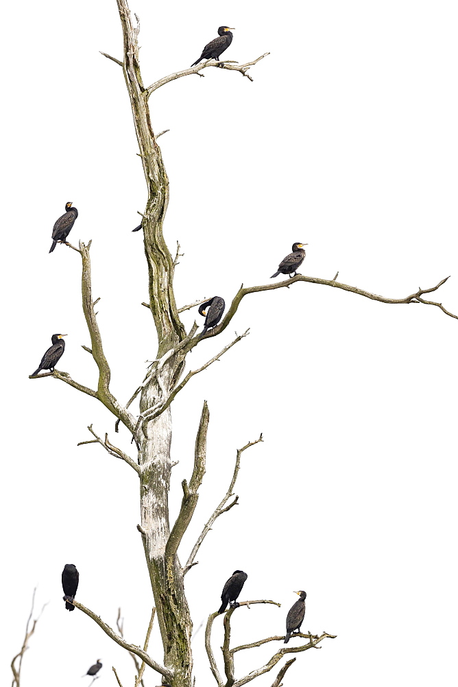 Great cormorant (Phalacrocorax carbo), resting birds on a dead tree, Anklamer Stadtbruch nature reserve, Anklam, Mecklenburg-Western Pomerania, Germany, Europe